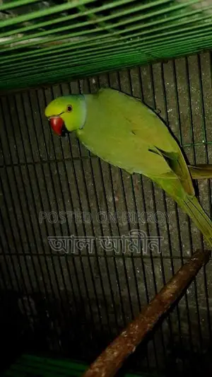 Indian Parrot
