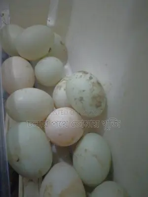 Local Duck Eggs