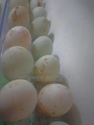 Local Duck Eggs