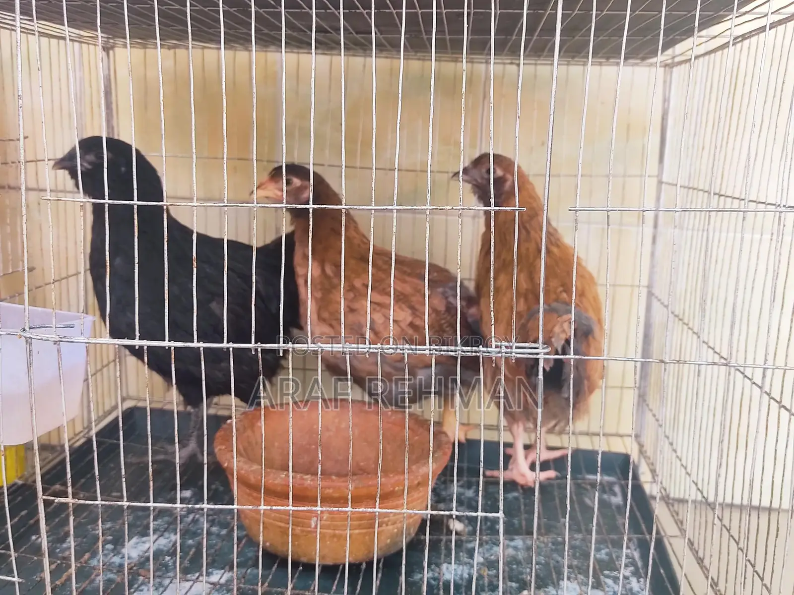 ব্রহামা মুরগী