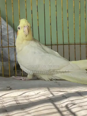 Cocatails Running Female
