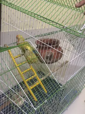 Lovebirds