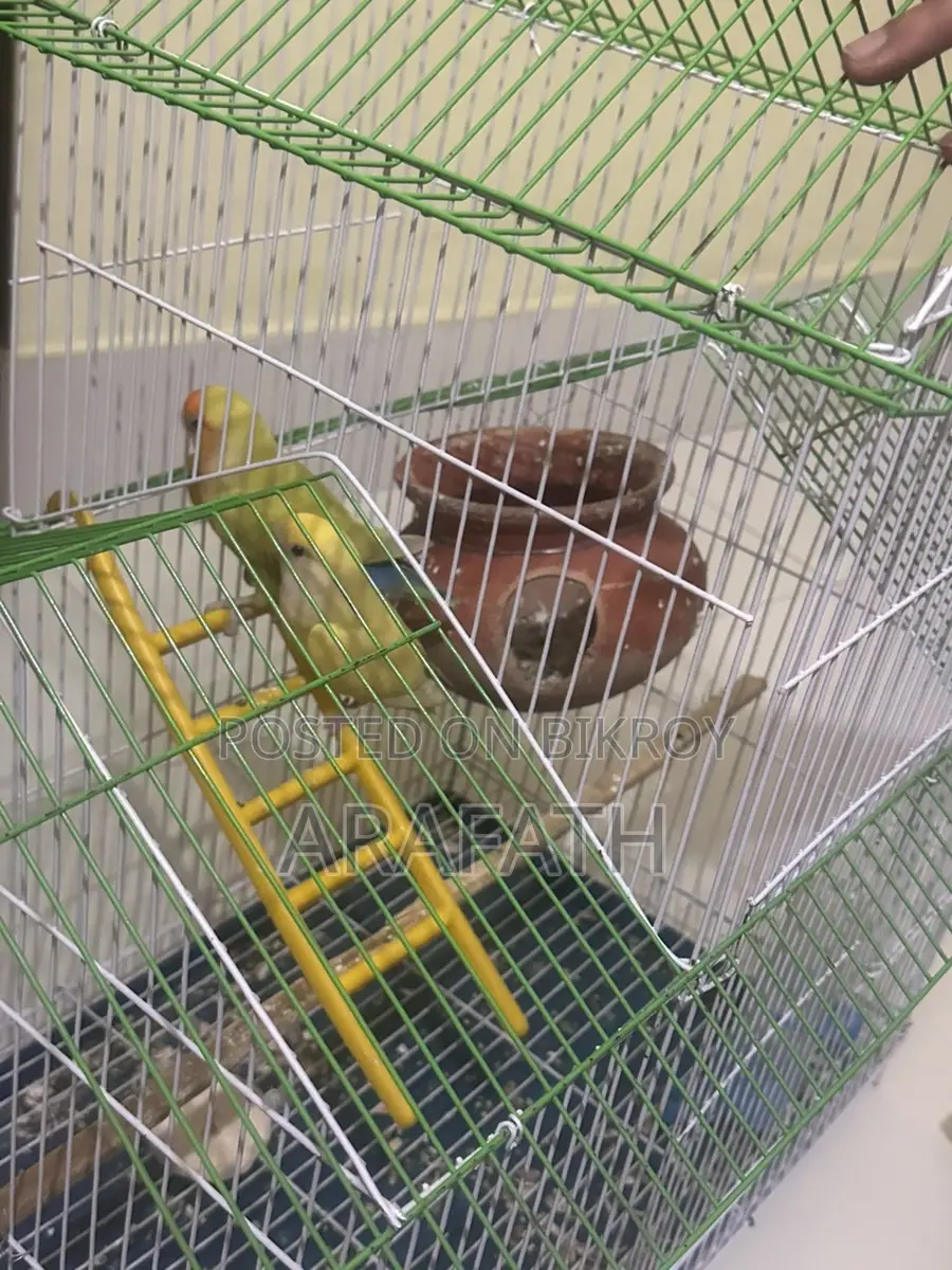 Lovebirds