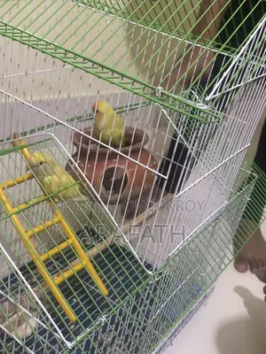 Lovebirds