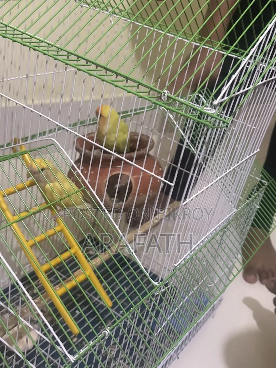 Lovebirds