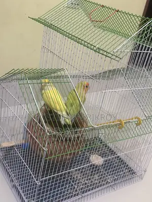 Lovebirds