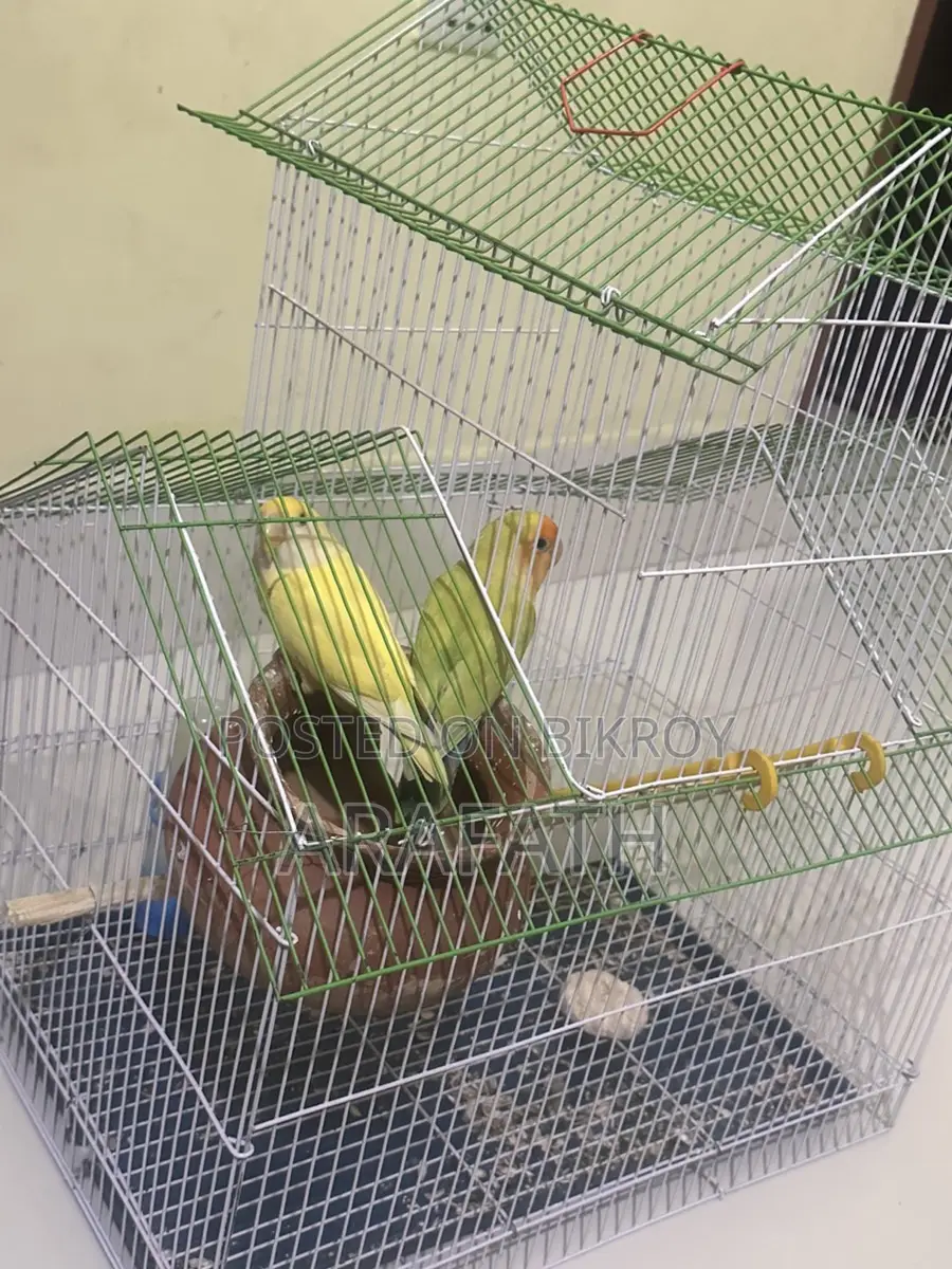 Lovebirds