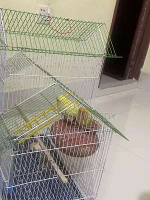 Lovebirds