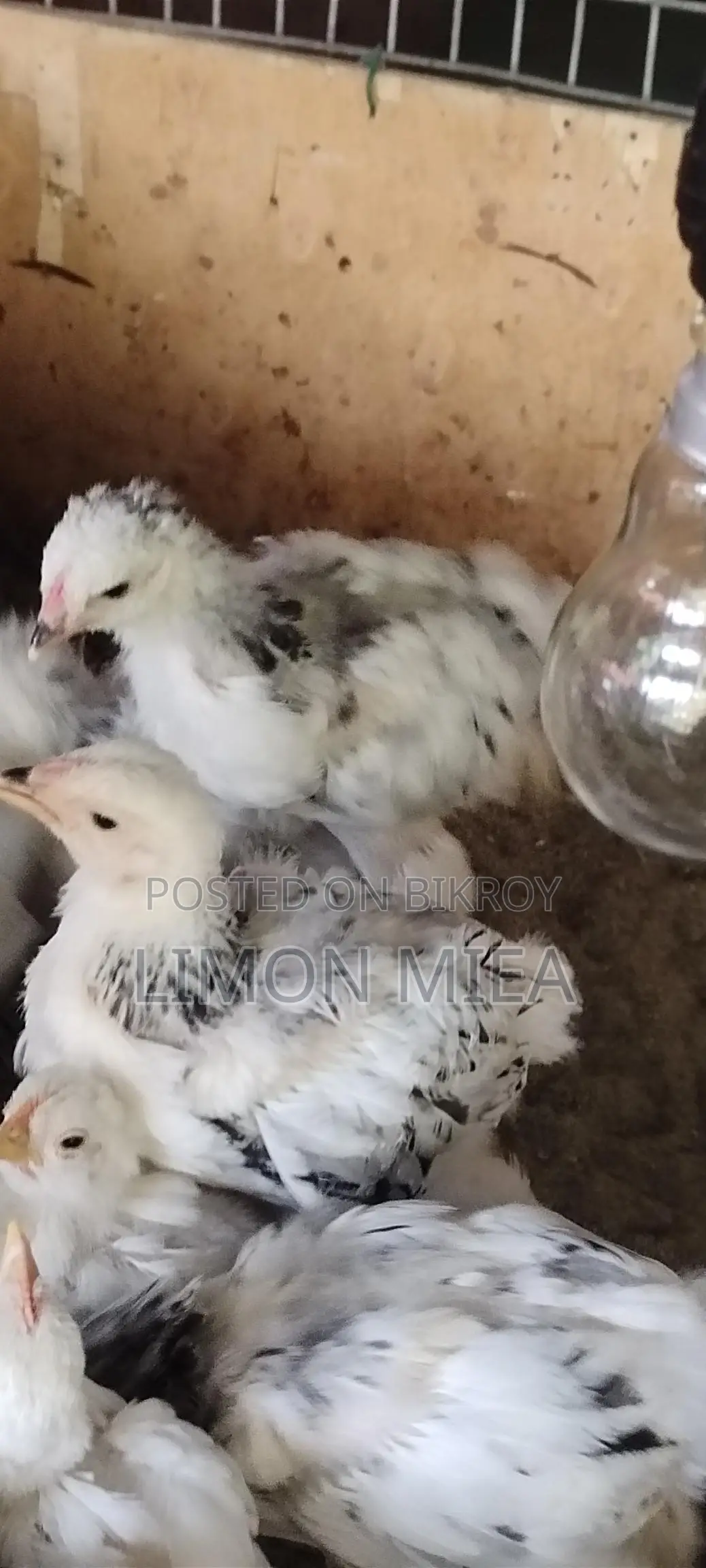 Brahma Chicken Chicks