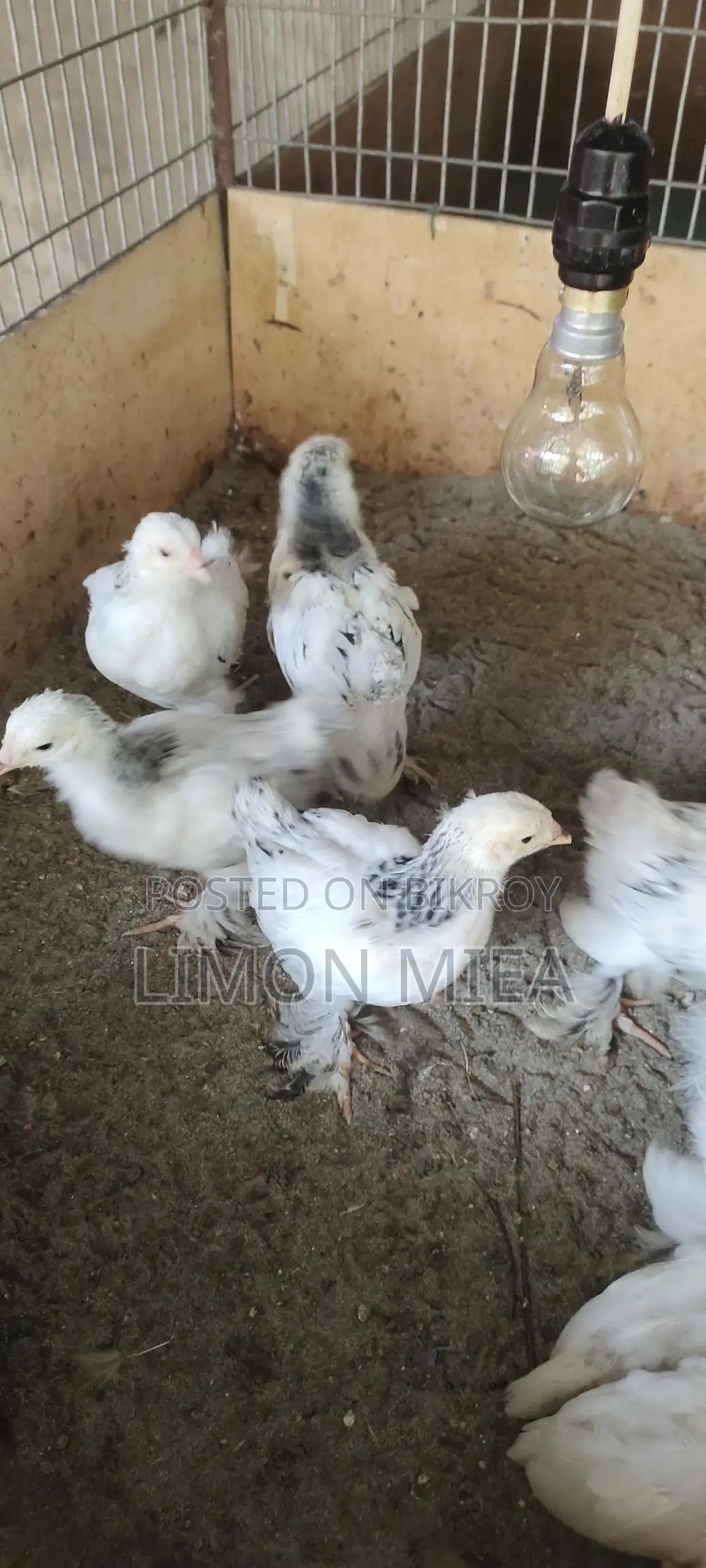 Brahma Chicken Chicks