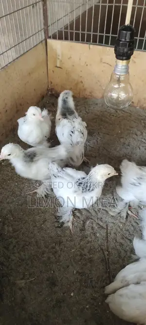 Brahma Chicken Chicks