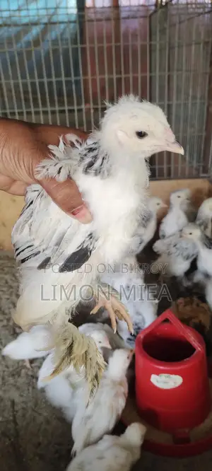 Brahma Chicken Chicks