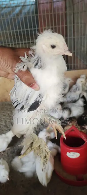 Brahma Chicken Chicks