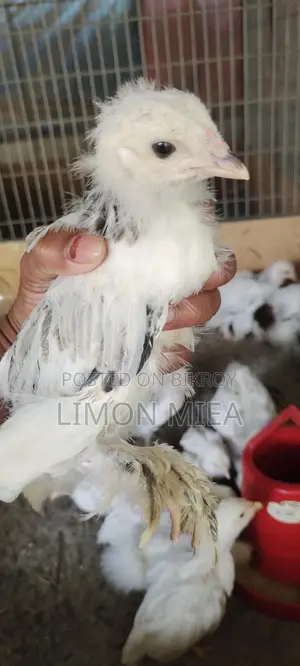 Brahma Chicken Chicks