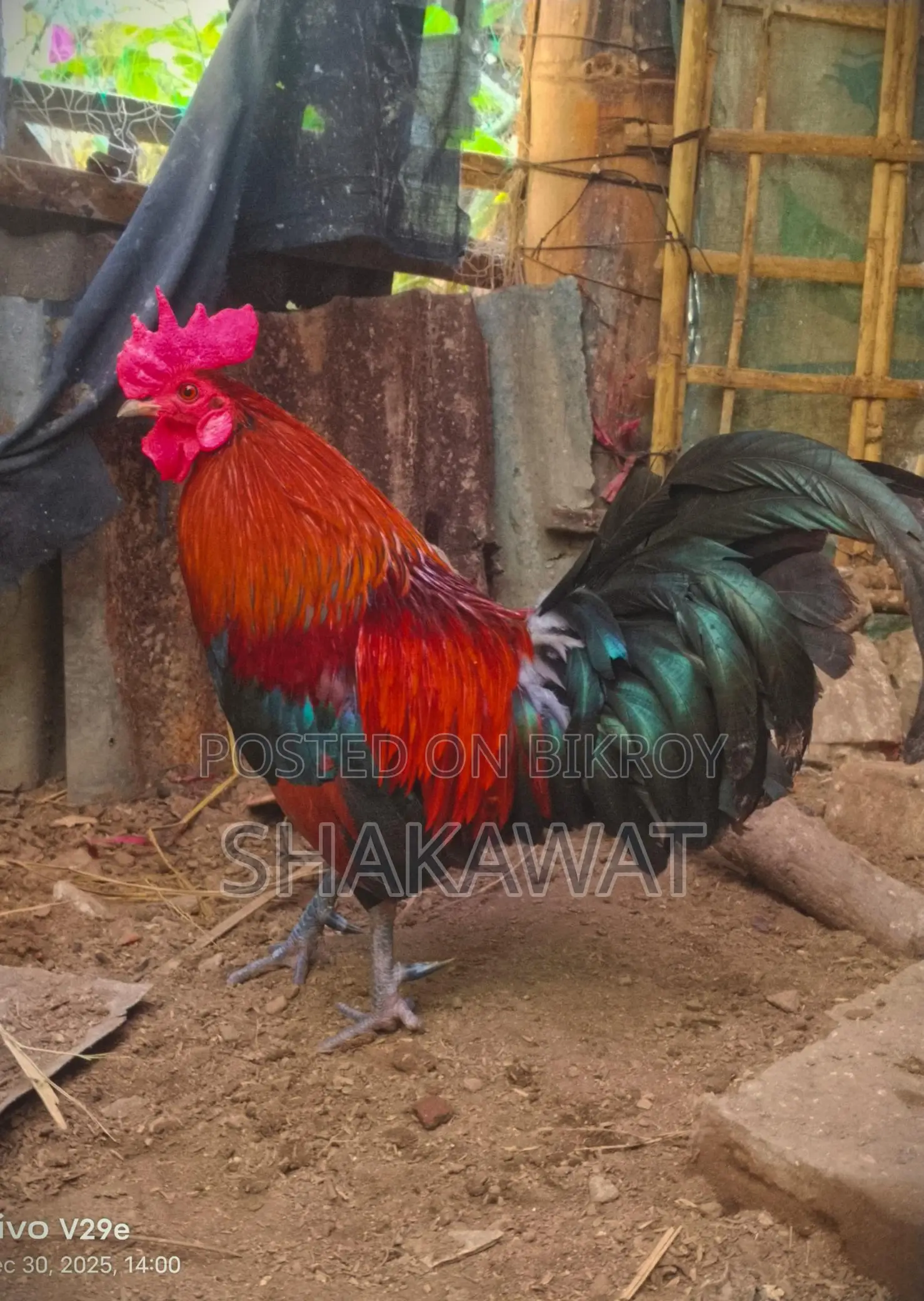 Pair of Fighting Chickens