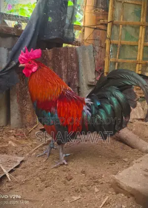 Pair of Fighting Chickens