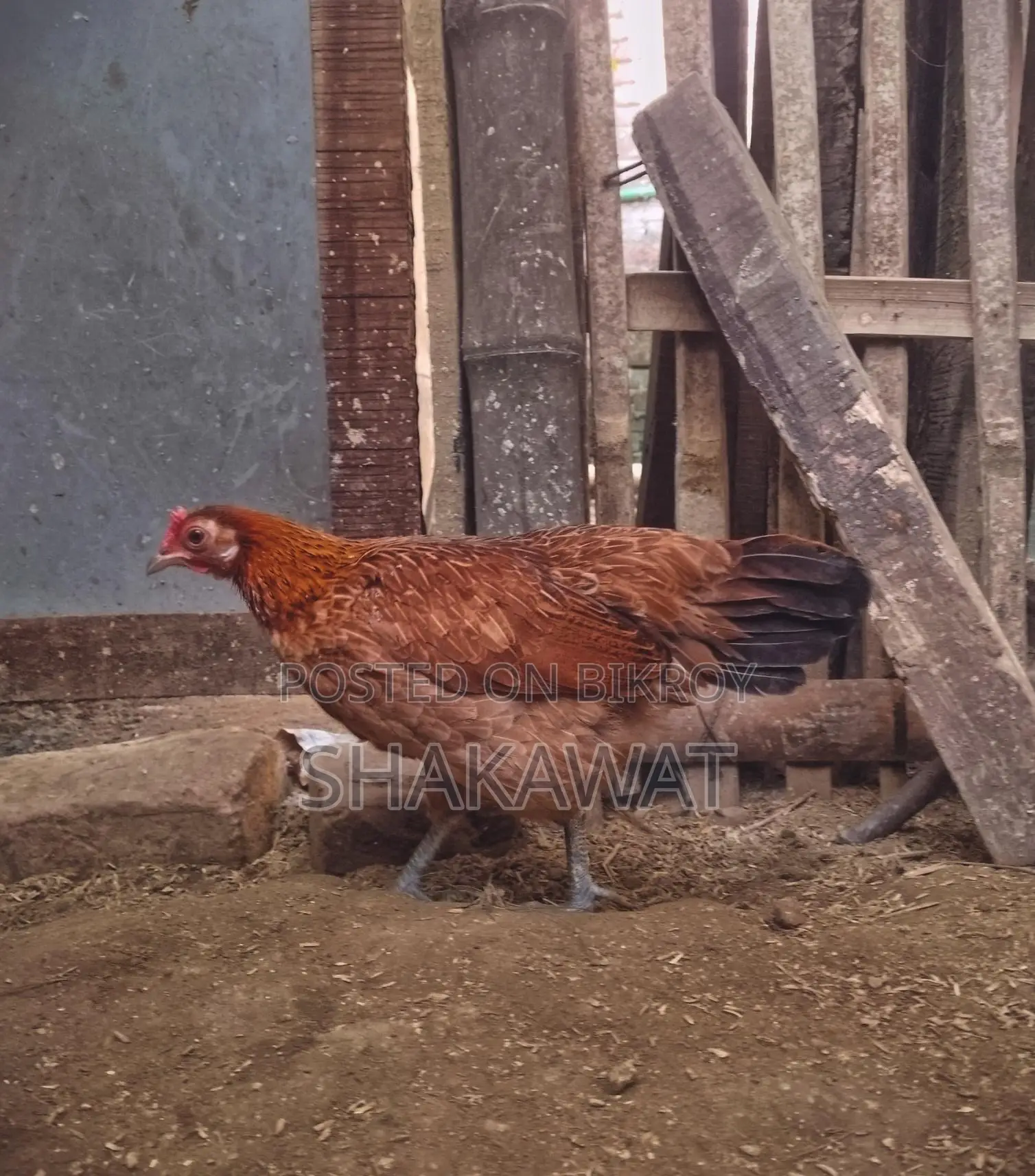 Pair of Fighting Chickens