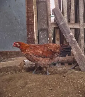 Pair of Fighting Chickens