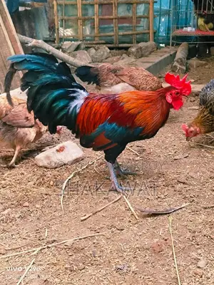 Pair of Fighting Chickens