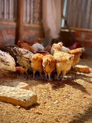Tiger Chicken