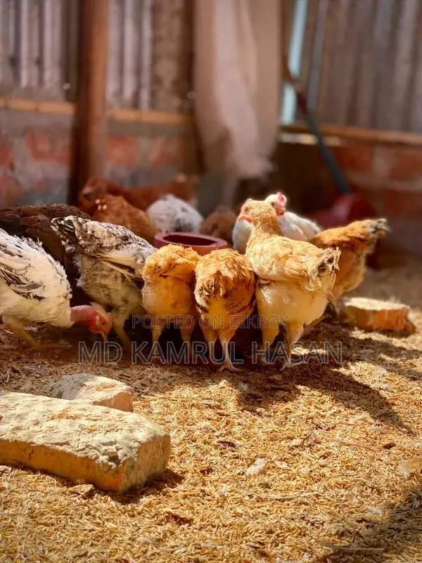 Tiger Chicken