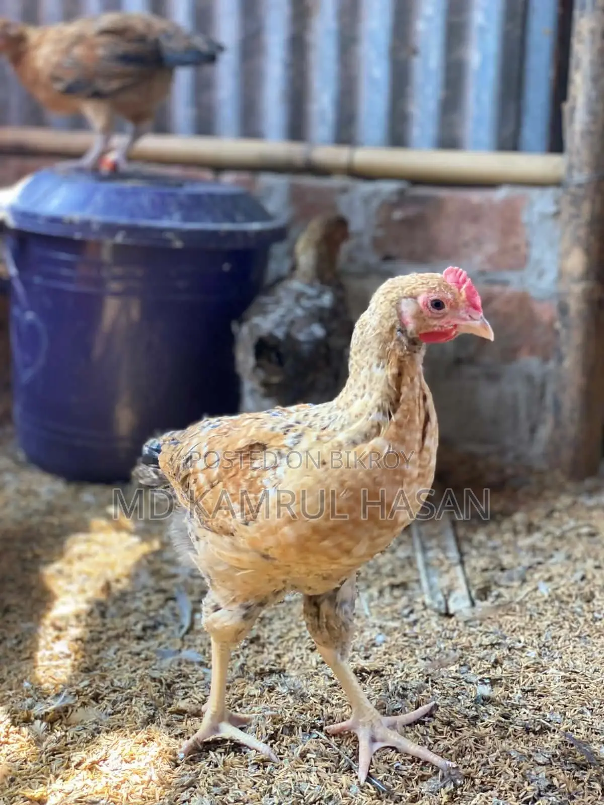 Tiger Chicken