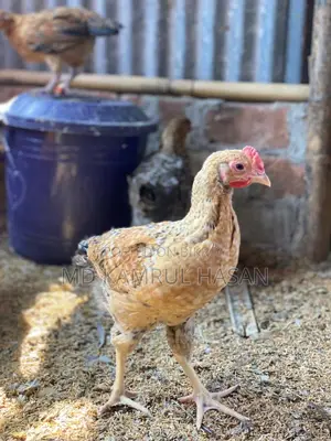 Tiger Chicken