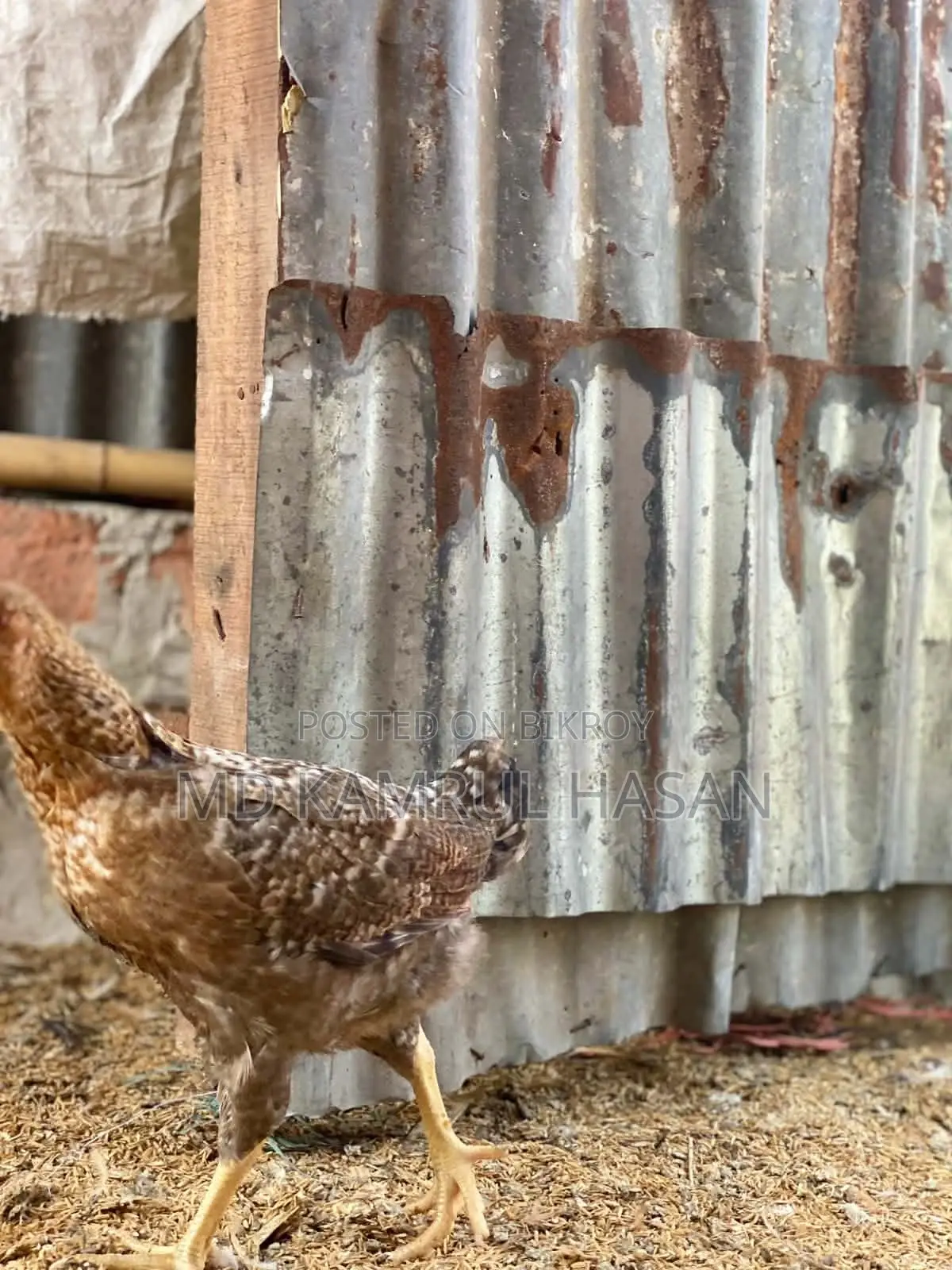 Tiger Chicken