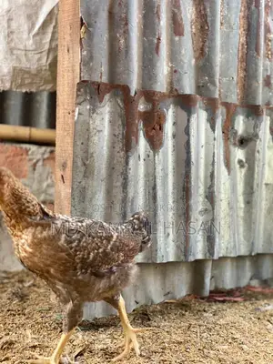 Tiger Chicken
