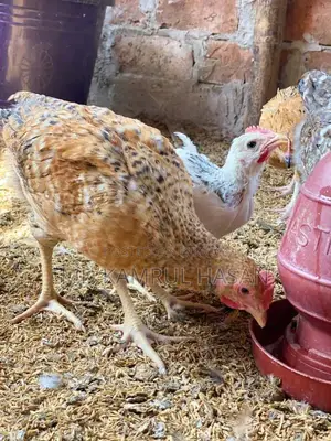 Tiger Chicken