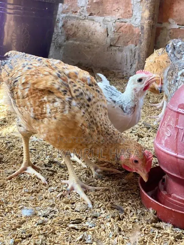 Tiger Chicken