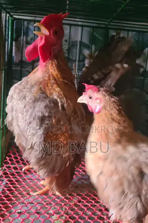 সেরেমা রানিং