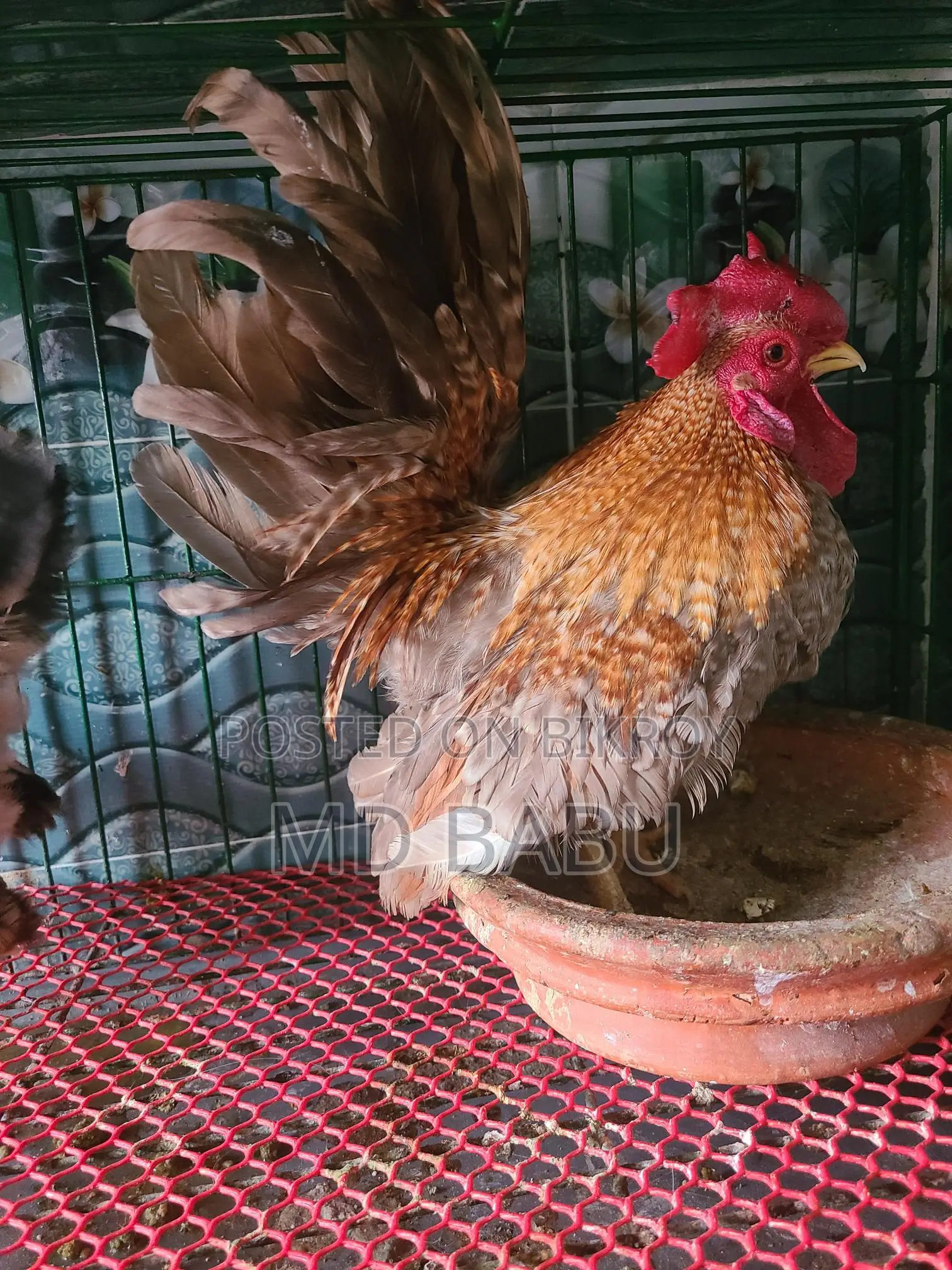 সেরেমা রানিং