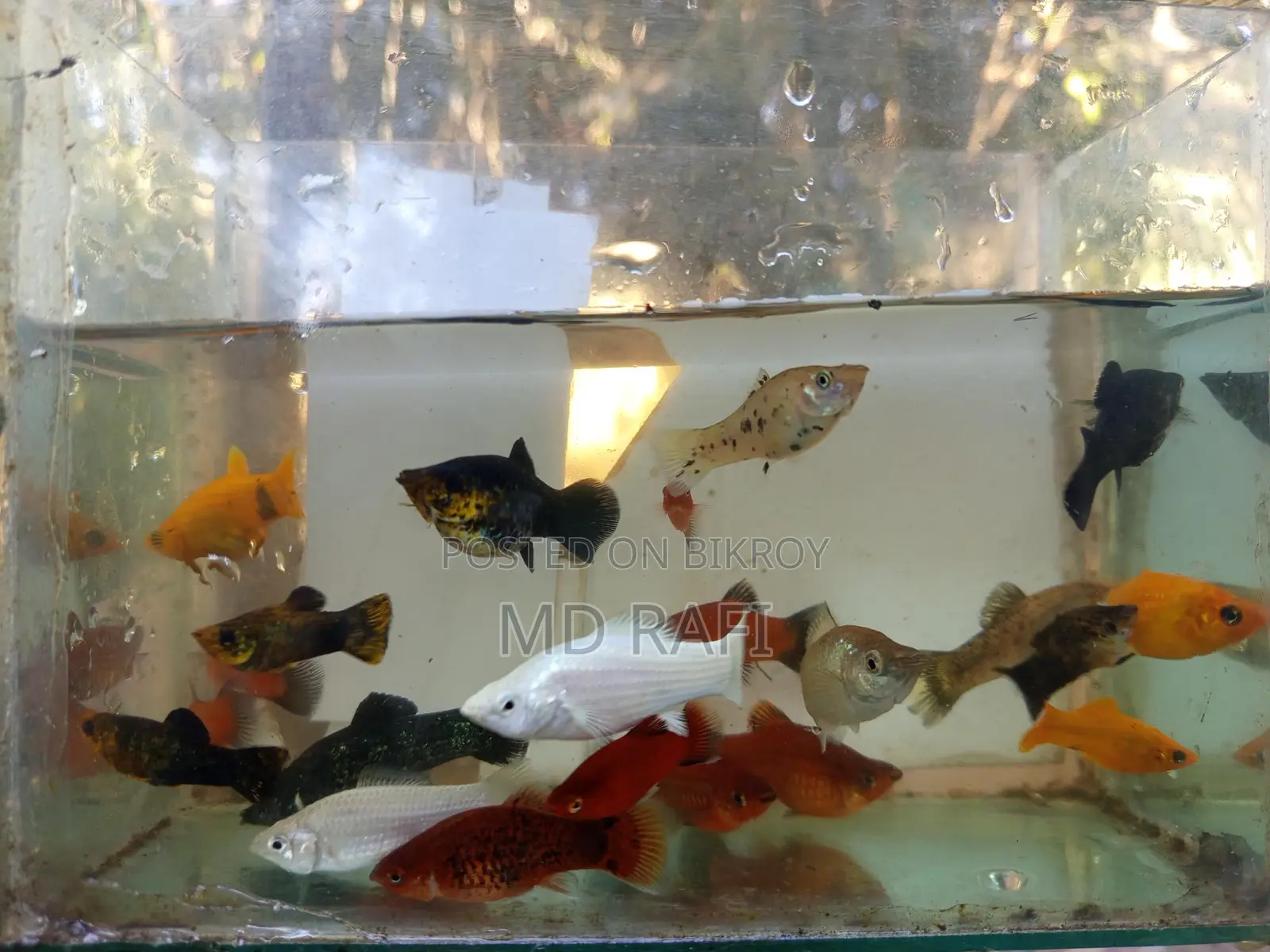 Aquarium Fish Only