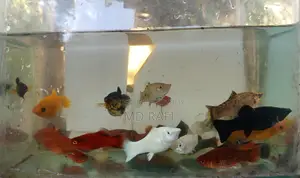 Aquarium Fish Only