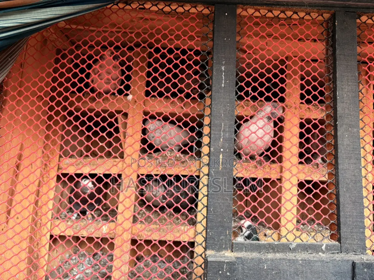 Pigeons with cage for sale