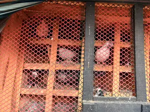 Pigeons with cage for sale