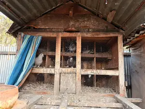 Pigeons with cage for sale