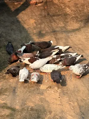 Pigeons with cage for sale