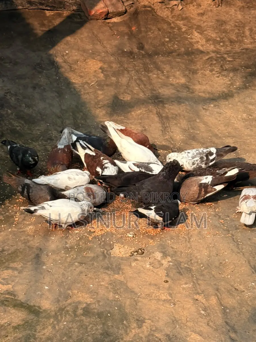 Pigeons with cage for sale