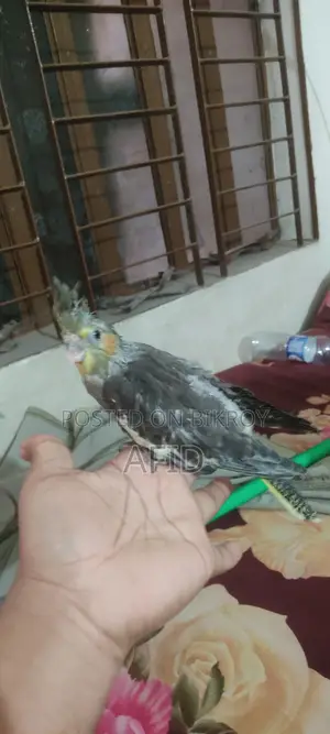 টেম সাইজ গ্রে ককাটেল