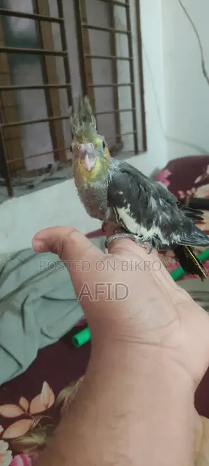 টেম সাইজ গ্রে ককাটেল