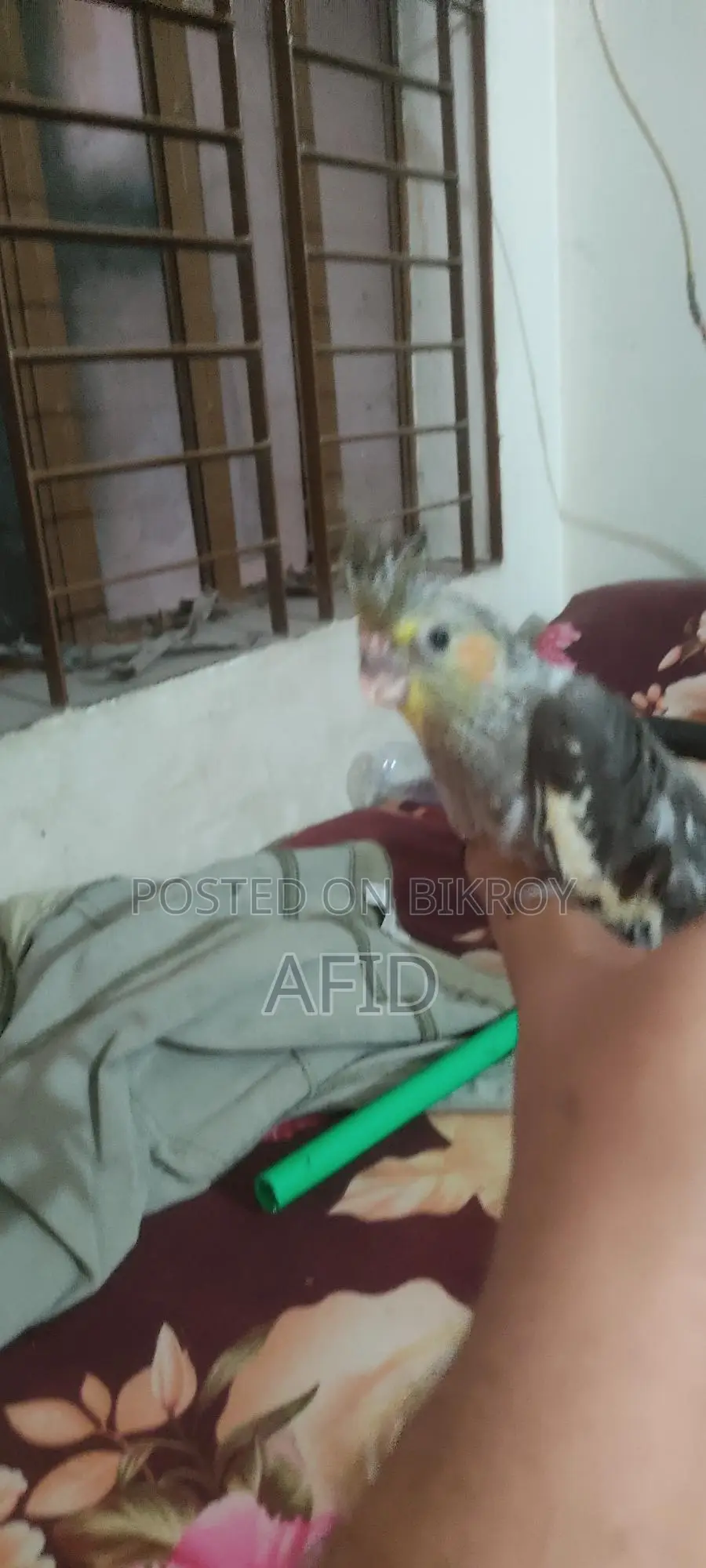 টেম সাইজ গ্রে ককাটেল