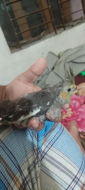 টেম সাইজ গ্রে ককাটেল