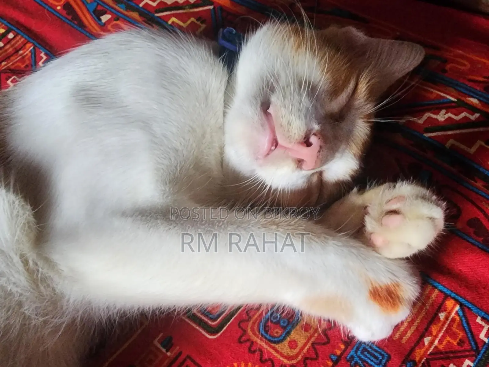 Cat Adoption