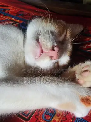 Cat Adoption