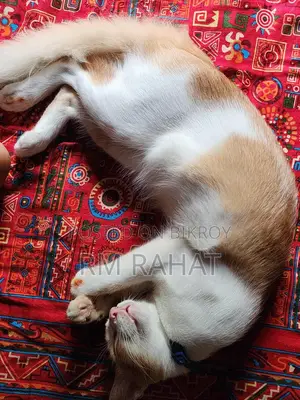 Cat Adoption