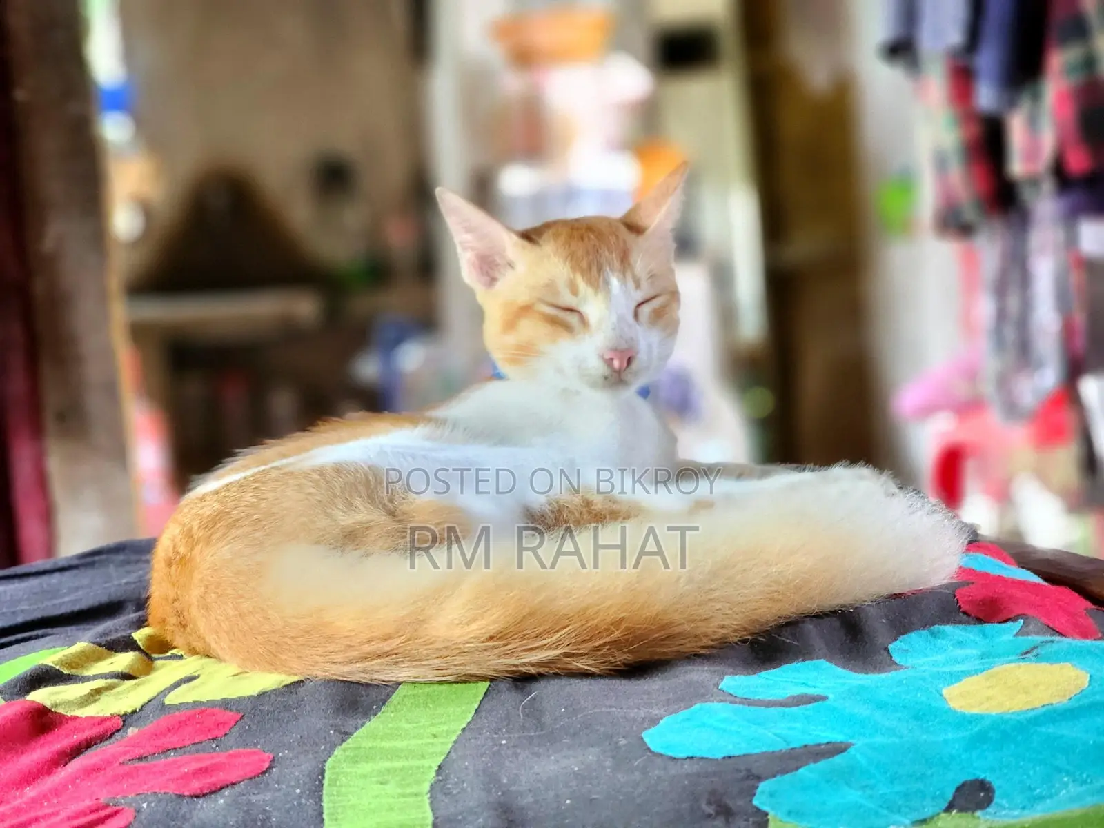 Cat Adoption