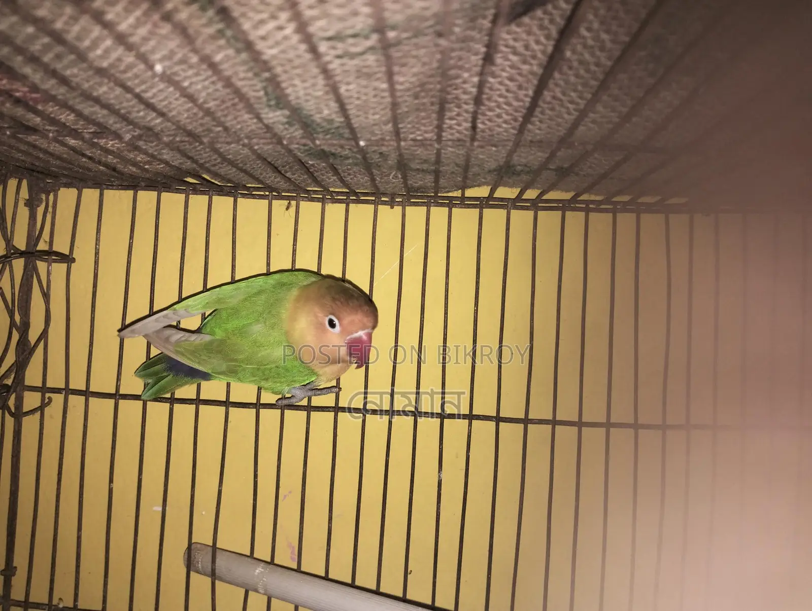 Love Bird Female