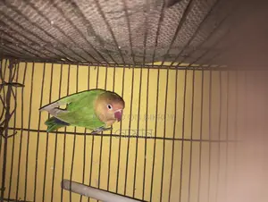 Love Bird Female